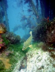 Aughrus reef,Connemara.
F90X,20mm. by Mark Thomas 